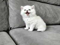 Çok güzel A kalite yavru kediler