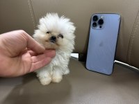 TEACUP POMERANİAN BEBEKLER