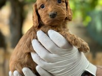 Maltipoo Yavrularımızı Canlı Görerek Alabilirsiniz
