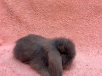 Hollanda teddy lop tavşanı