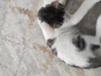 2 Aylık kardeş kediler ücretsiz acil
