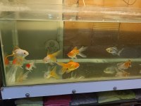 Oranda aslan bas japon balığı