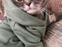 Scottish fold kedim maya