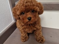 Ruhsatlı Köpek Çiftliğinden Toy Poodle Yavrularımız