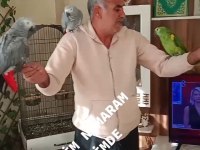 3 adet Jako 1 adet amazon ve gallah kakadu papağanı