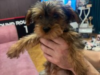 2.5 aylık toy poodle dişi