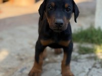 SAFKAN DOBERMAN YAVVRULAR