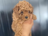 Kore poodle bebekler hazır
