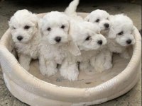 Orjinal ırk maltese terrier sağlık ve ırk garantidir