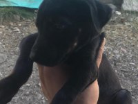 Erkek ve Dişi Doberman yavruları