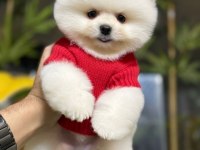 SHOW KALİTE POMERANIAN YAVRUMM