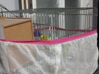 Çift Muhabbet kuşu ve kuş kafesi