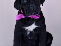 Evinizin neşesi cane corso bebişler her yere kapıda öde