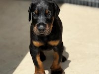 Eğitmenden doberman yavrular