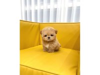 MALTİPOO BEBEKLERİM