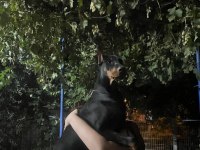 Dişi 5 aylık doberman tüm eşyalarıyla