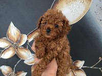 Kıvır Kıvır Orjinal Poodle Minişlerim