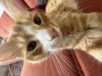 çok tatlı ve oyuncu bir kedi yuva arıyor acil