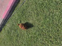 4 aylık dişi toy poodle