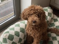 Toy Poodle oğlumuz