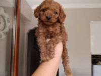Toy poodle yavrularımız