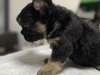 Egzotik Üst Düzey full Fluffy Dişi Fransız Bulldog