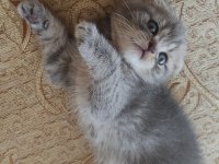 Scottish Fold Tontiş Yavrularımız