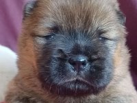 Fawn nadir renk Chow Chow