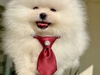MİNİ BOY AYICIK POMERANİAN BOO