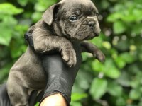 IRKININ EN İYİSİ BLUE FRENCH BULLDOG BEBEKLER