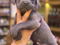 Blue cane corso bebekler yeni yuvalarını bekliyorlar