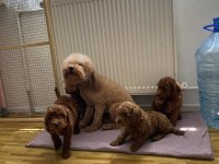 Wc Eğitimli Toy Poodle Yavrularımız Teslime Hazır Ank