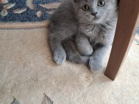 Yeni Yuvasına Hazır Scottish Fold Yavrumuz