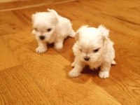 Mini Boy Maltese Yavrularımız