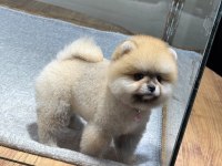 Dişi ve erkek teacup boy pomeranian teddy bear yavrularım