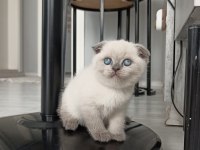 Pofuduk british shorthair bebekler