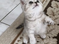 Birbirinden Güzel 4 Sevimli Yavru Kedimiz