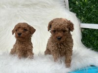 ADRESE TESLİM TOY POODLE