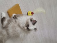 BRİTİSH LONGHAİR (UYGUNA+MALZEMESİ ÜCRETSİZ)