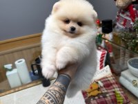 Minik Pomeranian Bebeklerimiz Yeni Yuvalarına Gitmeye Hazır