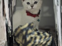 Safkan British Shorthair