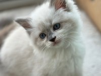 Yurt Dışından Anne ve Baba Şecereli Ragdoll Yavru