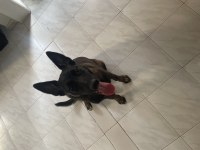 6 aylık erkek Belçika kurdu