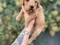 Minik Poodle Yavrular