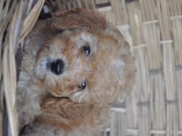 Poodle Yavrularımız Mevcuttur