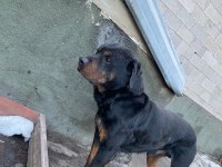 1 dişi ve 1 erkek rottweiler