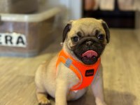 Pug mops yavrularımız
