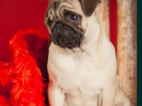 Şahane pug yavrular