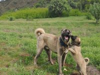 2 Buçuk Aylık KANGAL