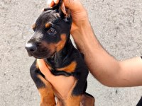 Anne baba FCİ KİF A şecere doberman yavruları